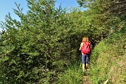 26 Attraversando una boscaglia di pini mughi al alto fusto